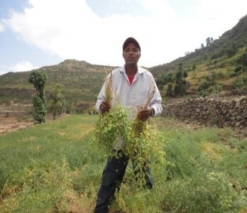 Peace, Food Security and Livelihood Promotion field photo 13
