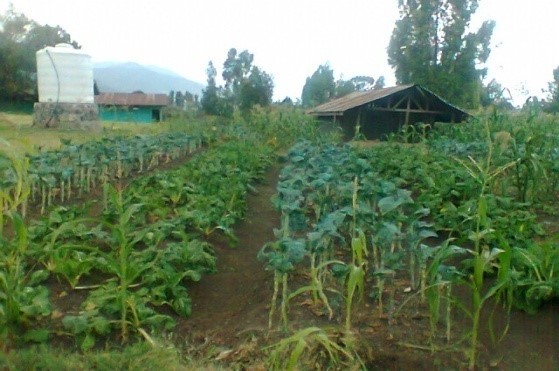 Peace, Food Security and Livelihood Promotion field photo 17