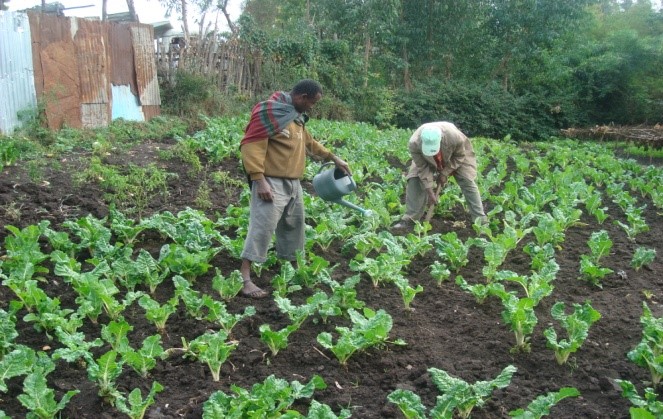 Peace, Food Security and Livelihood Promotion field photo 18