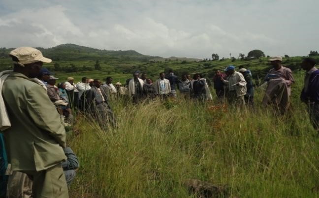 Peace, Food Security and Livelihood Promotion field photo 8